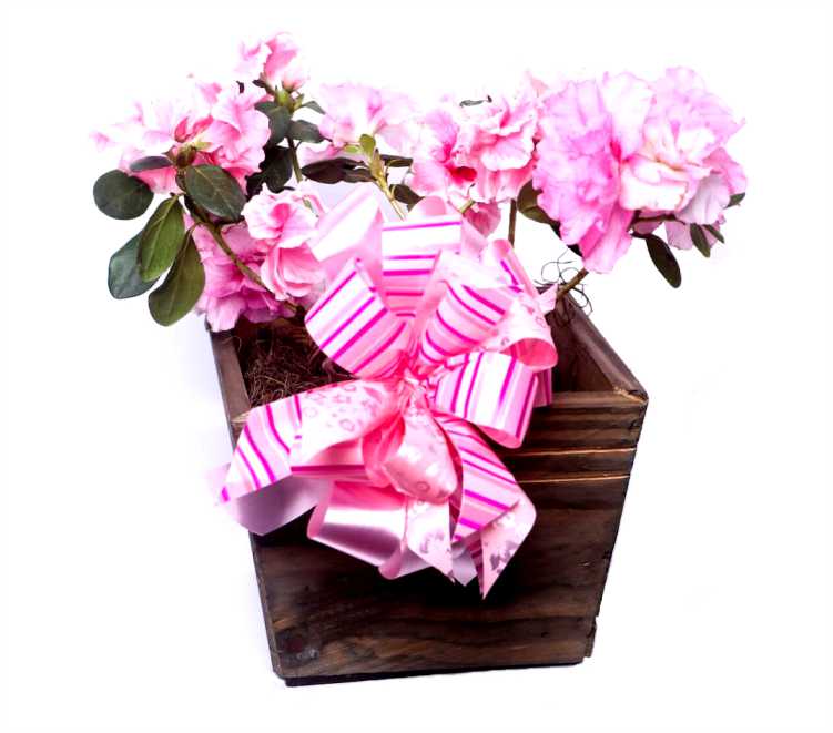 Flores Decoradas